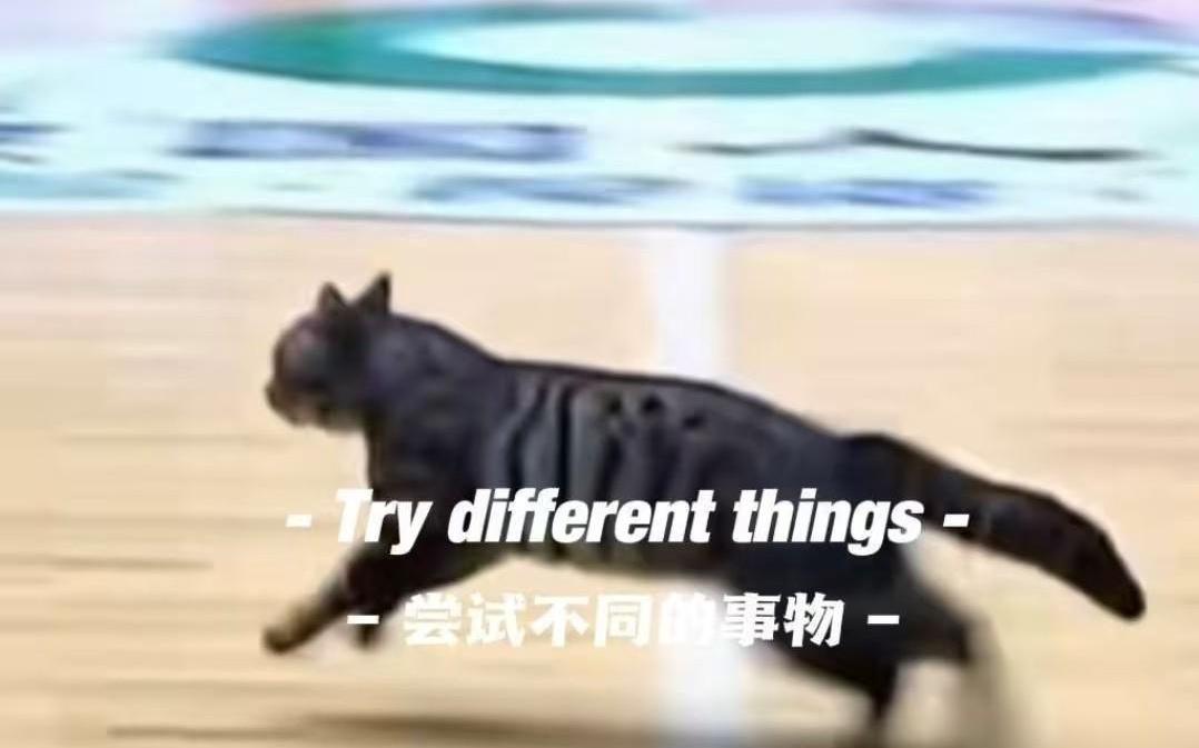 猫猫也想打球，广东四川CBA比赛中场