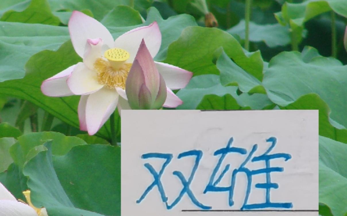 中超身价高的球星海港跟申花各占据