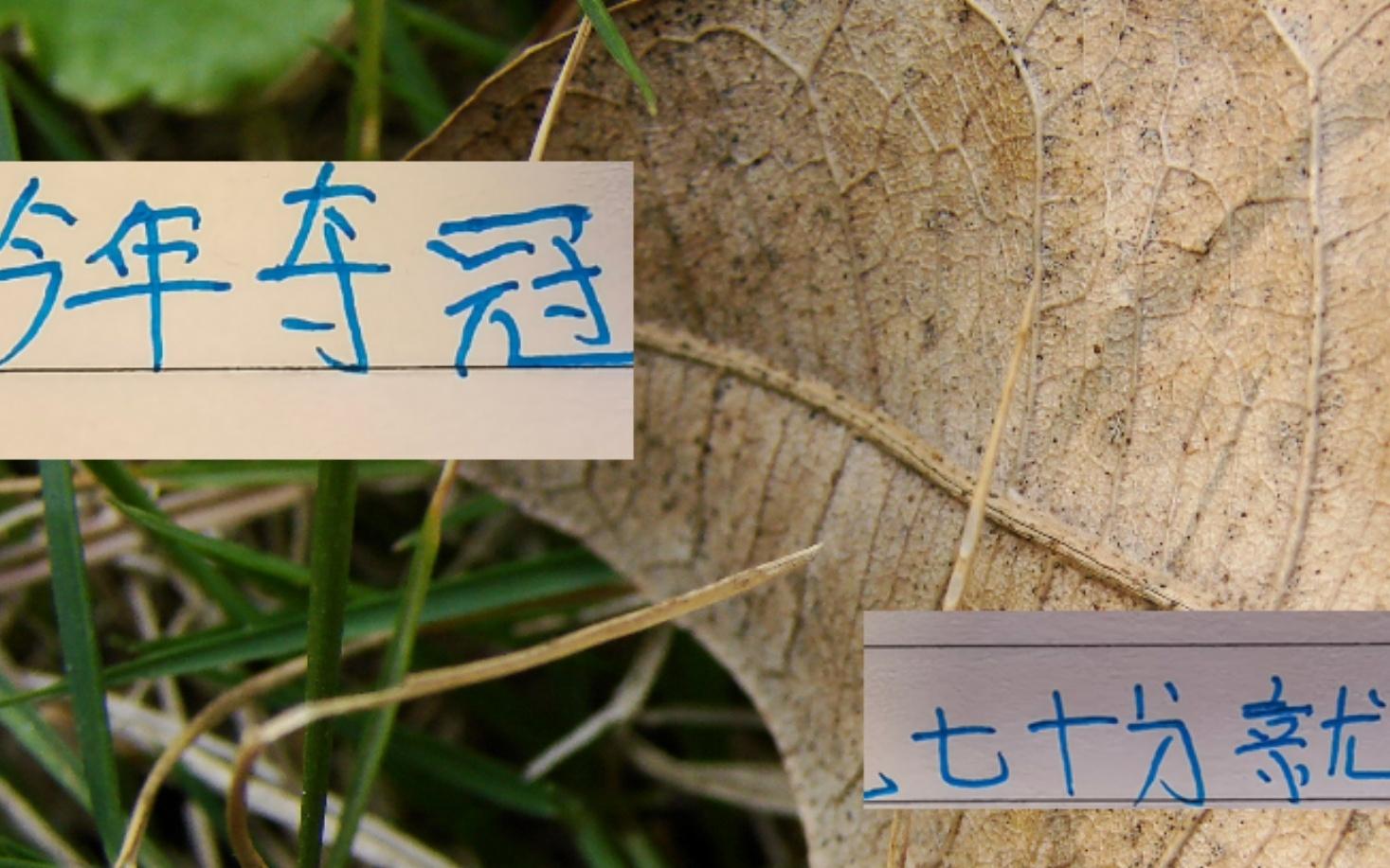 心痛去年申花一下！今年中超冠军大概
