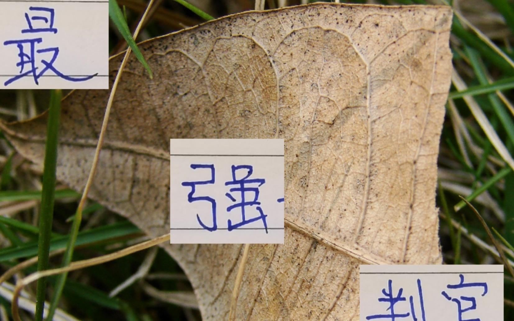 中超最强判官！浙江已经让申花成都都