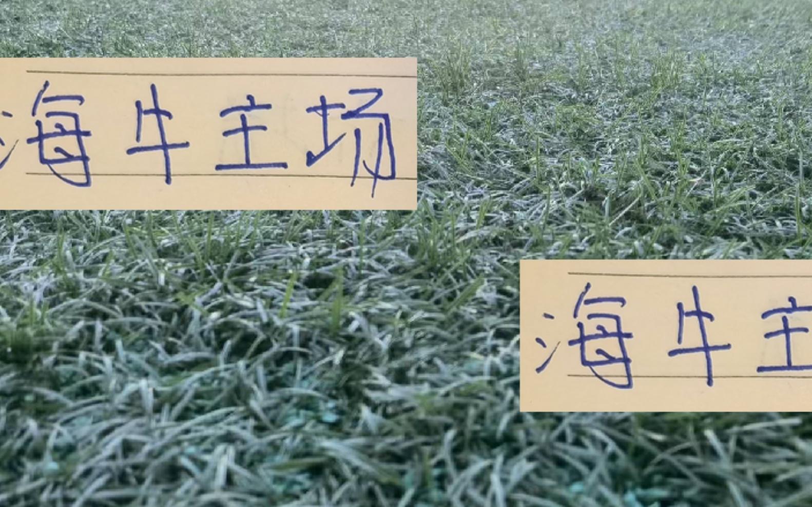 海牛主場(chǎng)戰(zhàn)海港是死守1分還是偷襲3分或者考慮下一場(chǎng)保存實(shí)力
