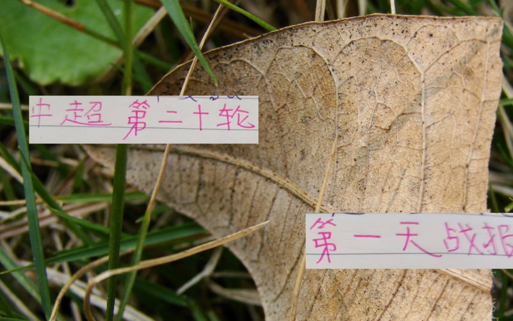 中超20轮第一天战报：深圳能赢申花却能输河南成都零封马莱莱