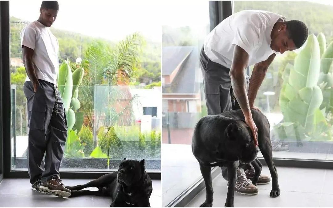 英国训犬公司：英超球员在家养一条护