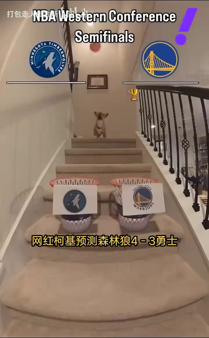 抢七决战网红柯基预测系列赛走向：森林狼4比3战胜勇士！